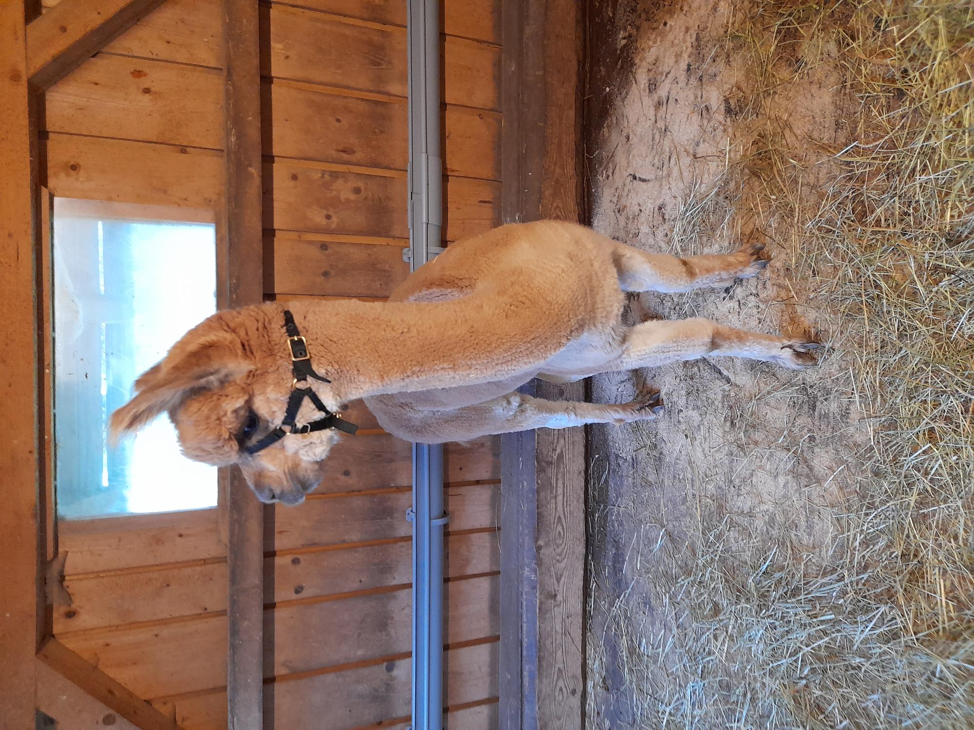 Huacaya-Deckhengst in Bayern